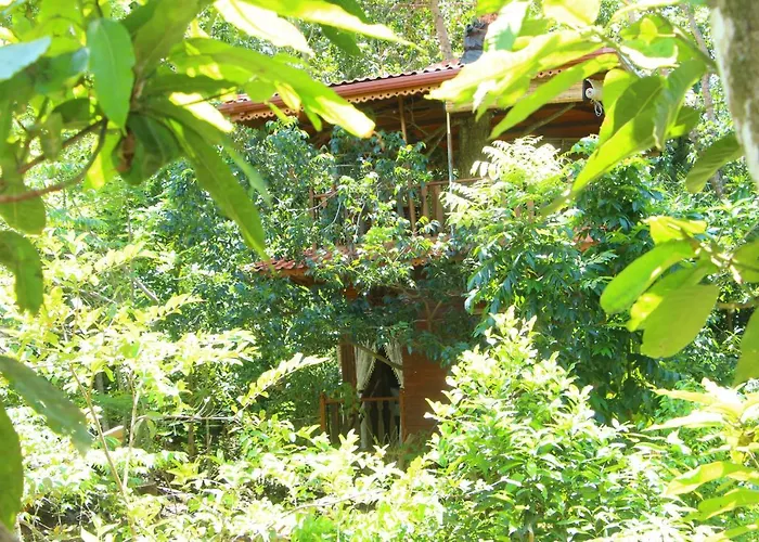 Tree House-Midigama